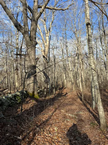 Seaside Serenity: 5 Scenic Hiking Trails in Stonington – Connecticut