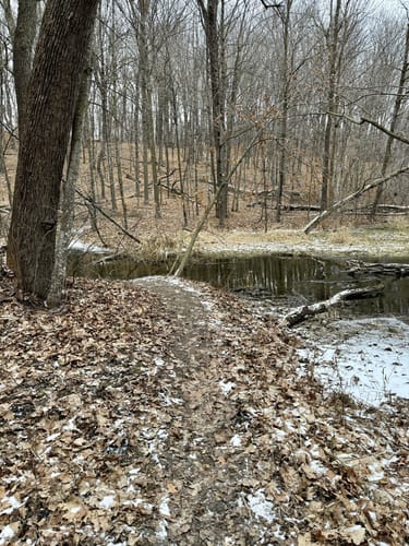 32+ Wolsfeld Woods Scientific And Natural Area