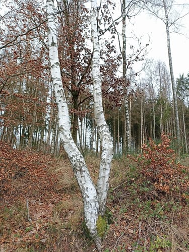 Biberpfad (Premiumwanderweg)