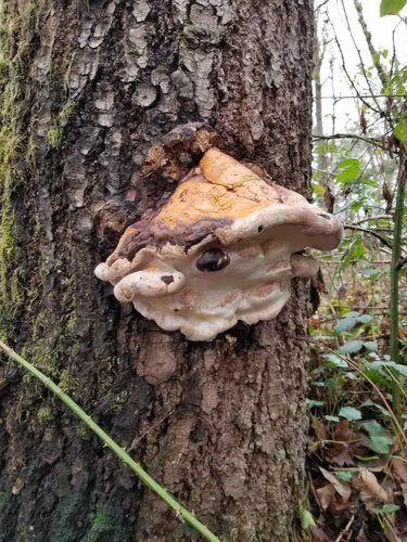 Best 10 Hiking Trails in Mary S Young Park AllTrails