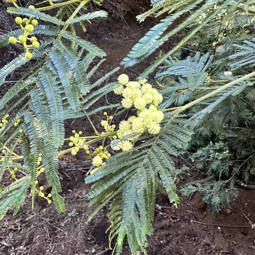 Best Hikes and Trails in Kula Forest Reserve AllTrails