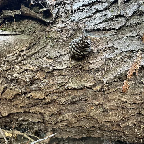 Best Hikes and Trails in Kula Forest Reserve AllTrails