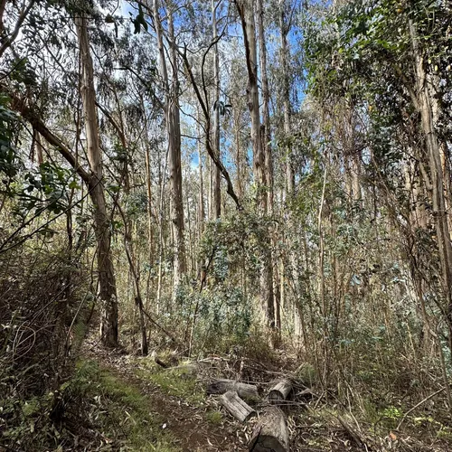 Best Hikes and Trails in Kula Forest Reserve AllTrails