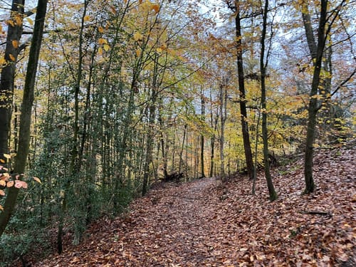 Felderbachtal: Heimannsbusch - Hölterberg
