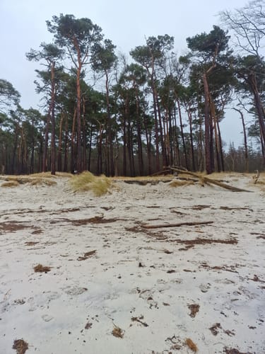 Weststrand und Darßwald
