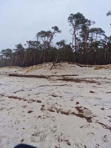 Weststrand und Darßwald