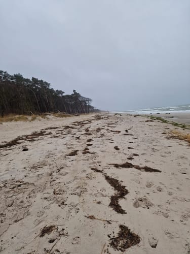 Weststrand und Darßwald