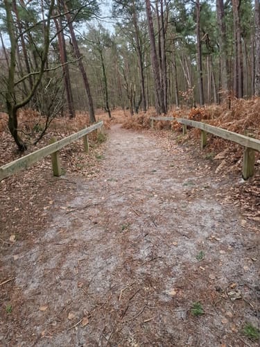 Weststrand und Darßwald