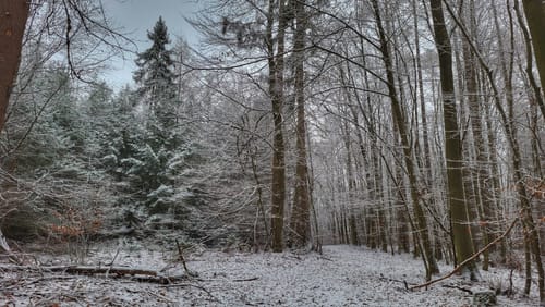 Rundwanderweg Hetschbach 1: Spitz-Berg-Weg