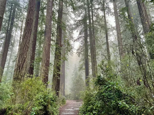 Die 10 besten Waldwege in Redwood National Park | AllTrails