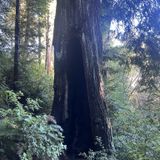 Redwood Nature Trail, Oregon - 375 Reviews, Map | AllTrails