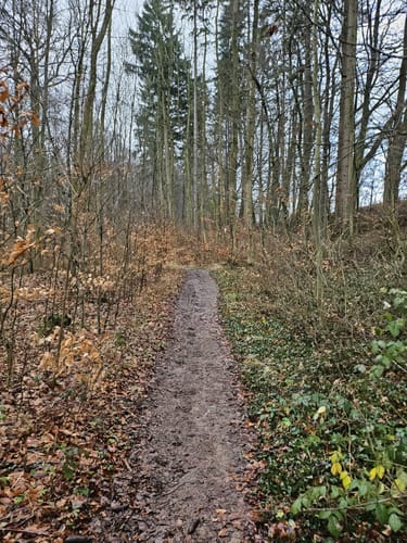 Eifelsteig Etappe 6: Steinfeld - Blankenheim