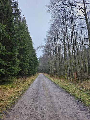 Eifelsteig Etappe 6: Steinfeld - Blankenheim