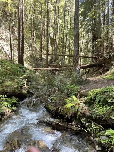 10 Best Wildflowers Trails in Henry - EyJidWNrZXQiOiJhc3NldHMuYWxsdHJhaWxzLmNvbSIsImtleSI6InVwbG9hZHMvcGhvdG8vaW1hZ2UvNjk4MjE3MzMvZTY4MjIzZmVmZTM2ZDBhMjIyYWIwNWQ3MDU3MWMxMzYuanBnIiwiZWRpdHMiOnsidG9Gb3JtYXQiOiJ3ZWJwIiwicmVzaXplIjp7IndpZHRoIjo1MDAsImhlaWdodCI6NTAwLCJmaXQiOiJpbnNpZGUifSwicm90YXRlIjpudWxsLCJqcGVnIjp7InRyZWxsaXNRdWFudGlzYXRpb24iOnRydWUsIm92ZXJzaG9vdERlcmluZ2luZyI6dHJ1ZSwib3B0aW1pc2VTY2FucyI6dHJ1ZSwicXVhbnRpc2F0aW9uVGFibGUiOjN9fX0=