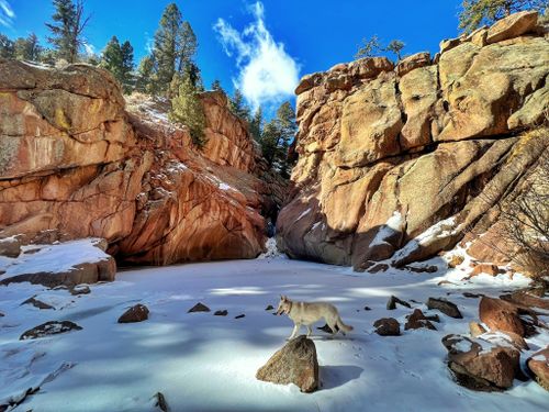 se permiten perros en paradise cove colorado