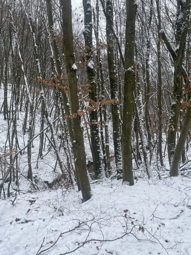 Mühlenbach-Schluchten-Tour (Traumschleife)