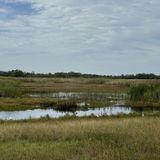 Harns Marsh Preserve Loop, Florida - 144 Reviews, Map | AllTrails