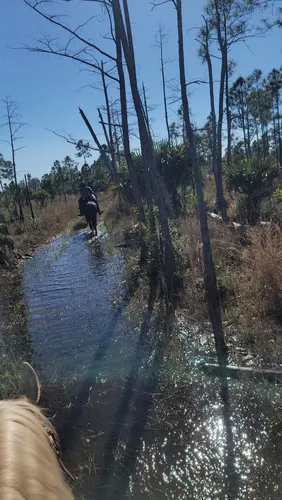 Montar a Caballo Del Hombre Del Adulto En La Bicicleta De La Montaña Foto  de archivo - Imagen de pérdida, hierba: 356804