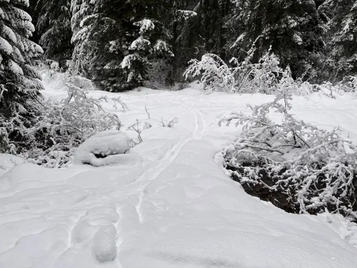 Best Hikes and Trails in Crystal Springs Sno-Park | AllTrails