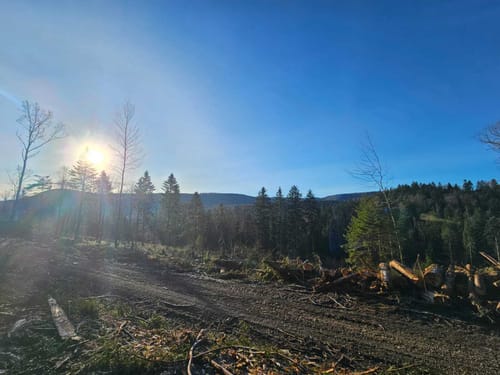 Junginger Wald