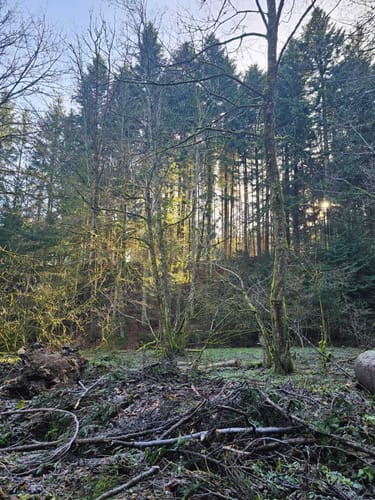 Junginger Wald