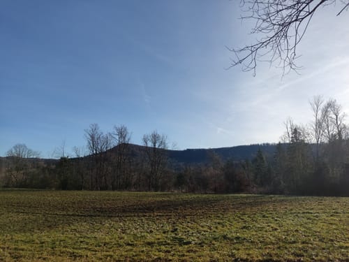 Junginger Wald