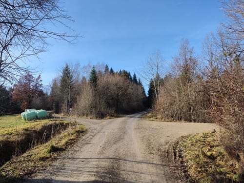 Junginger Wald