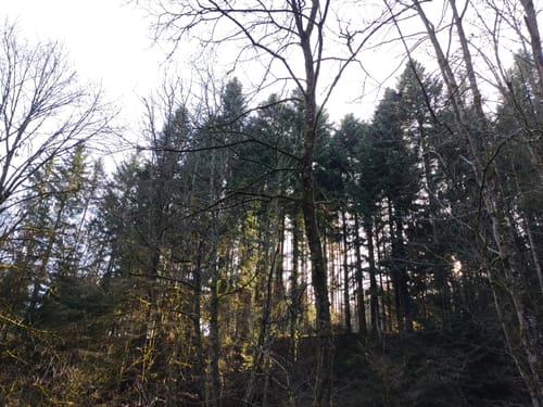 Junginger Wald