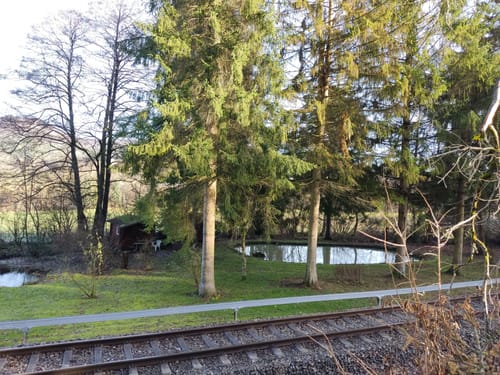 Junginger Wald