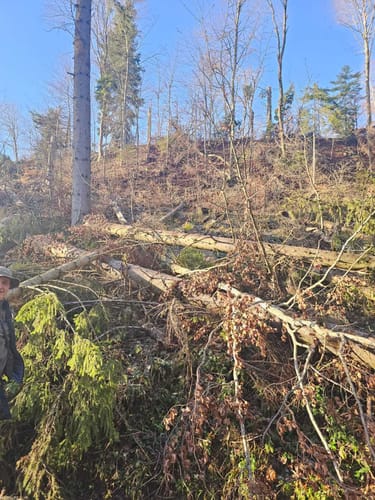 Junginger Wald