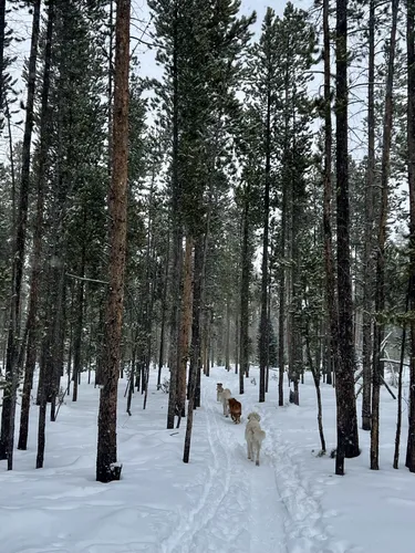 Fraser Experimental Forest: de beste routes om te wandelen | AllTrails