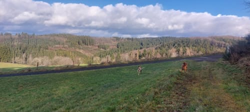 Broicher Wald Rundweg