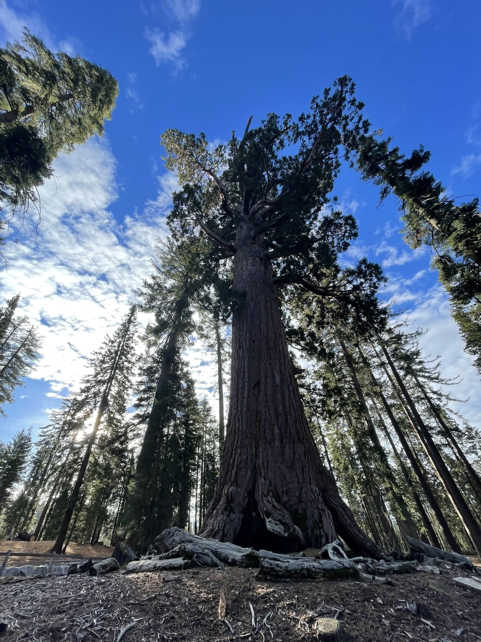 Grizzly giant 2024 loop trail