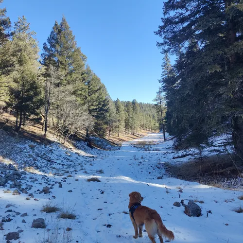 Best Horseback Riding Trails in Cloudcroft AllTrails