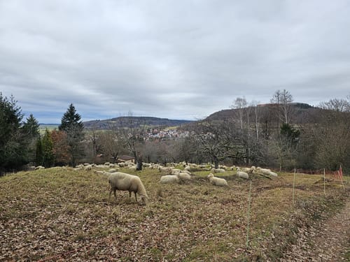Von Weißenburg zur Wülzburg