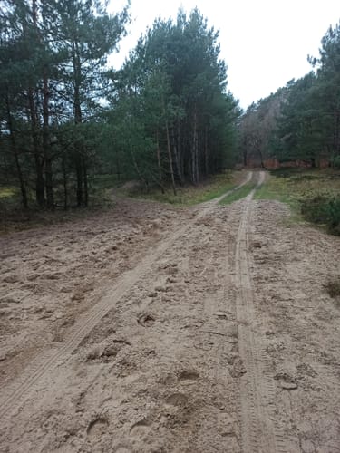 In der Palinger Heide
