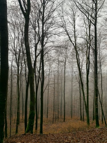 Odielienweg (Traumschleifchen)