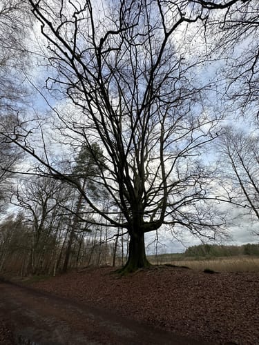 Südheide 'Reine Luft zu sehen' W18k (kurze Tour)