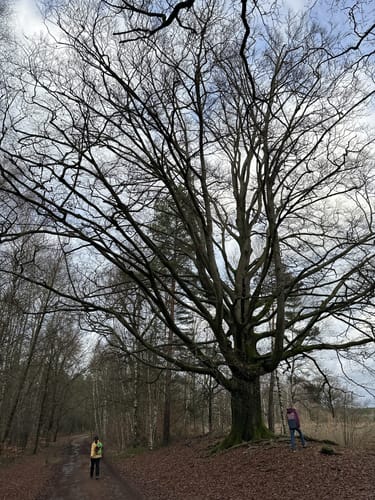 Südheide 'Reine Luft zu sehen' W18k (kurze Tour)