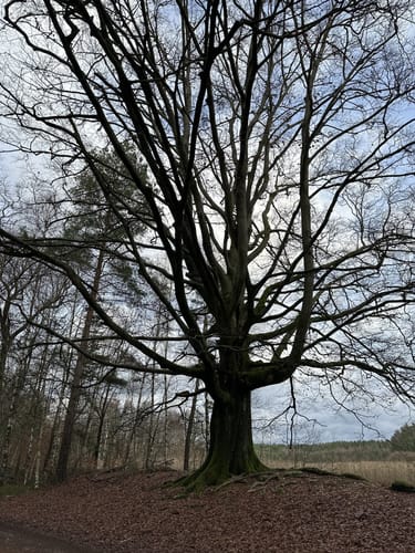 Südheide 'Reine Luft zu sehen' W18k (kurze Tour)