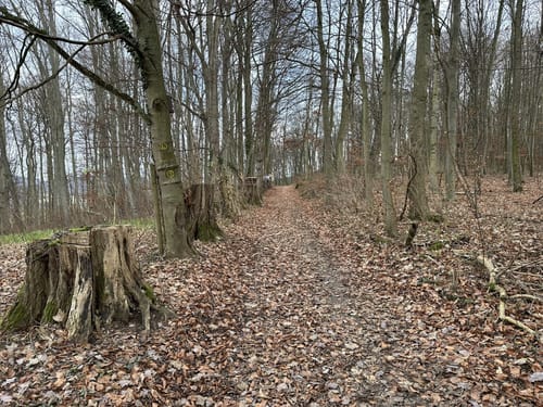 Bensheim: Hohlwege Lehrpfad