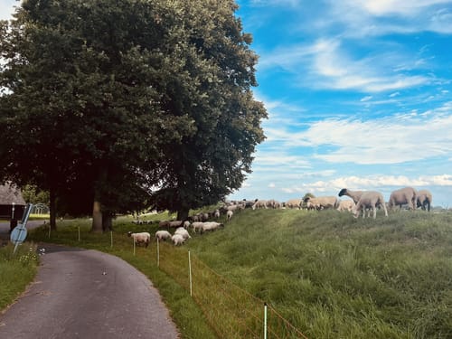 Um den Junkernfeldsee ab Wühlenburg