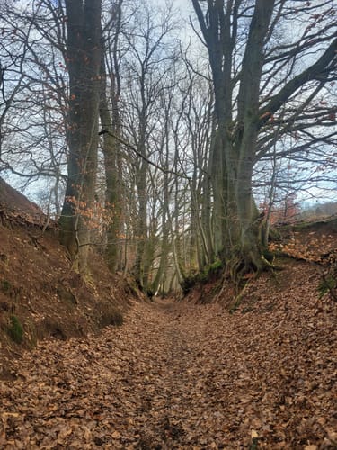 Waldwege bei Bechhofen
