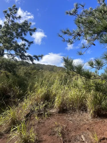 Hawaiʻi Birding Trails