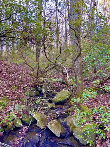 cloudland canyon mountain bike trails