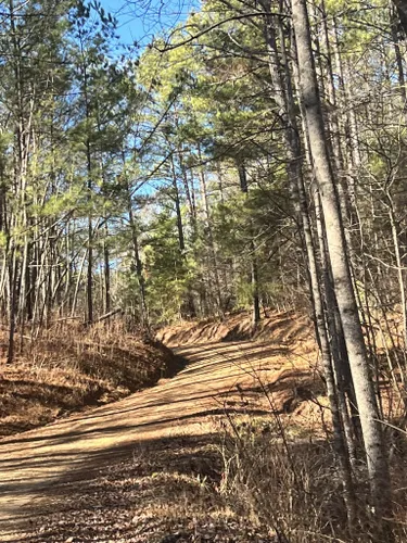 Best Off Road Driving Trails in Alabama