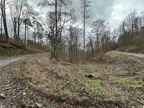 Rheinsteig-Exkursion Schauinsland