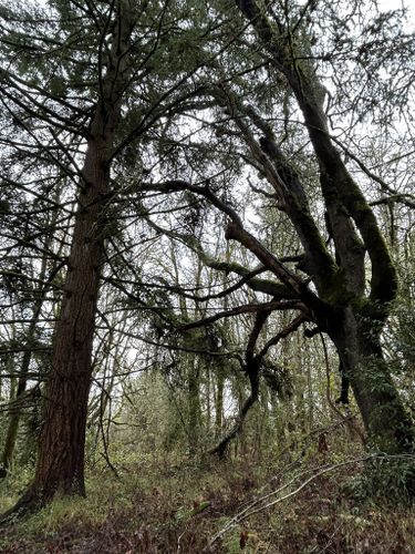 Witham Hill Natural Area