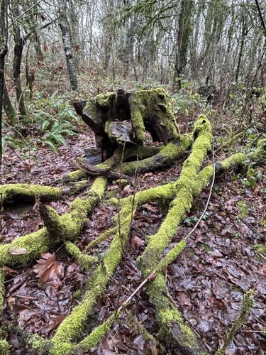 Photos of Witham Hill Natural Area Uphill Loop - Oregon