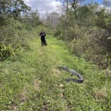 CREW Bird Rookery Swamp, Florida - 517 Reviews, Map | AllTrails